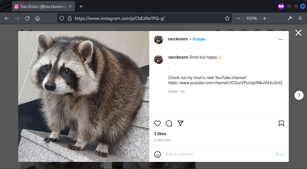 vishwactf-2022-raccoon-1.png